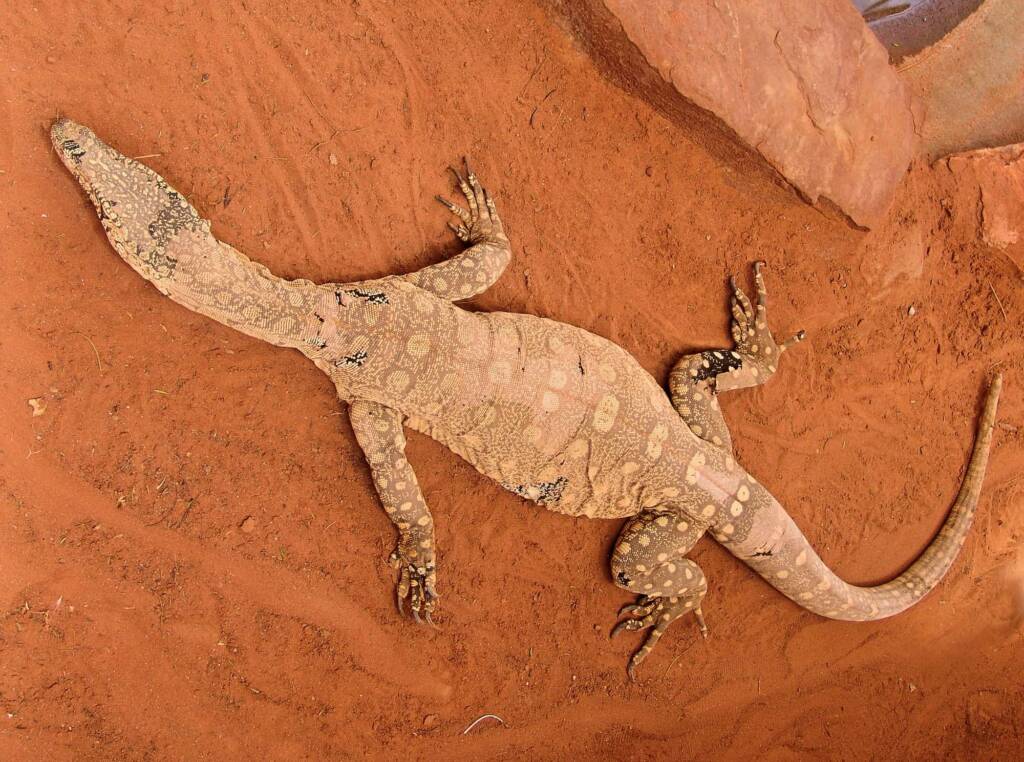 Perentie (Varanus giganteus), Alice Springs Reptile Centre NT
