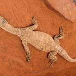 Perentie (Varanus giganteus), Alice Springs Reptile Centre NT