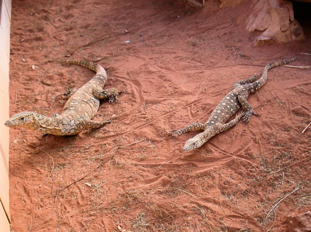 Perenties (Varanus giganteus), Alice Springs Reptile Centre NT