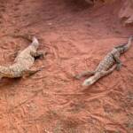 Perenties (Varanus giganteus), Alice Springs Reptile Centre NT