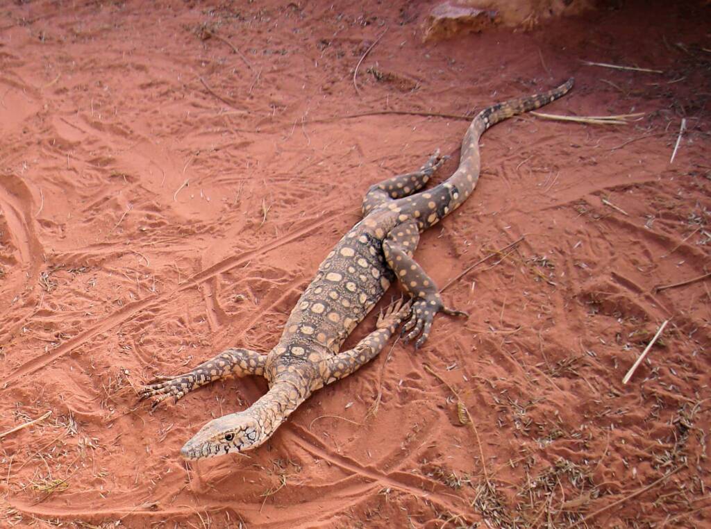 Perentie (Varanus giganteus), Alice Springs Reptile Centre NT