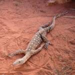 Perentie (Varanus giganteus), Alice Springs Reptile Centre NT