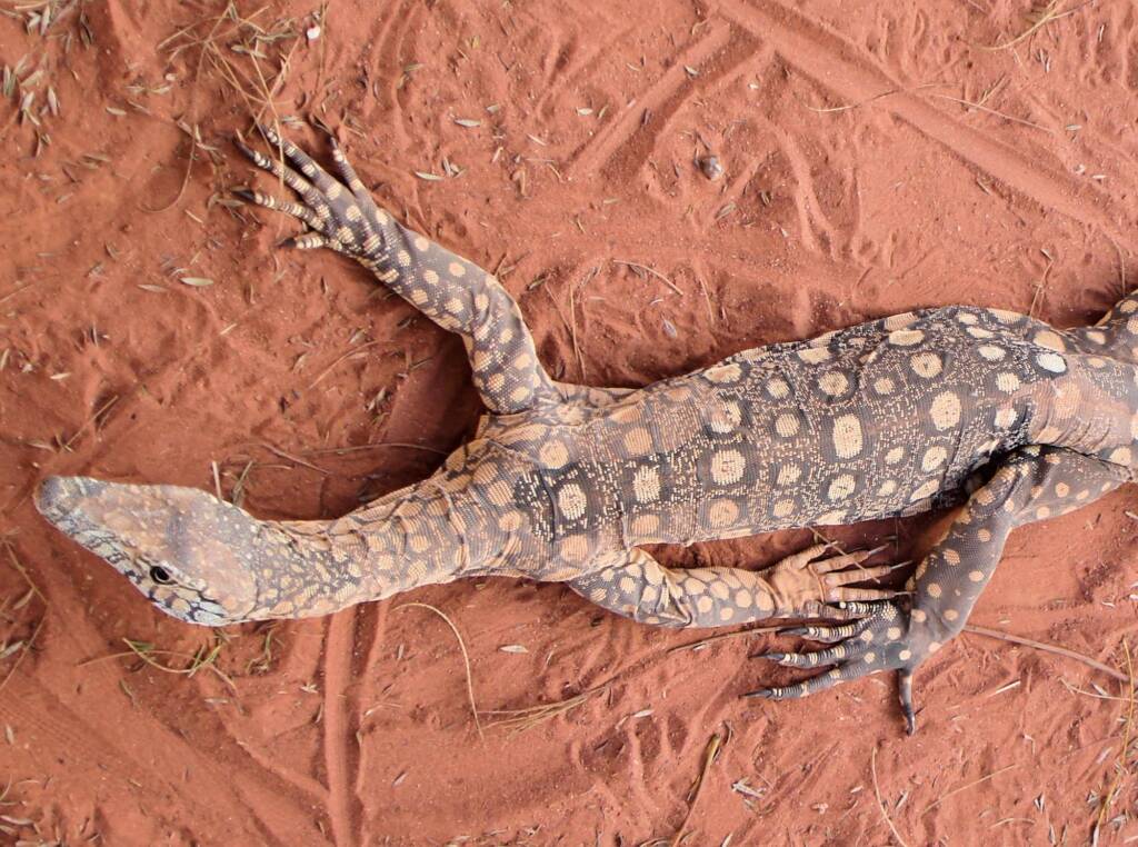 Perentie (Varanus giganteus), Alice Springs Reptile Centre NT