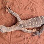 Perentie (Varanus giganteus), Alice Springs Reptile Centre NT