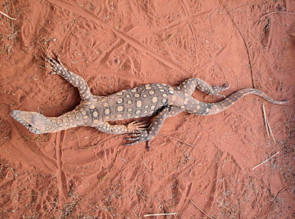Perentie (Varanus giganteus), Alice Springs Reptile Centre NT