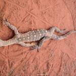 Perentie (Varanus giganteus), Alice Springs Reptile Centre NT