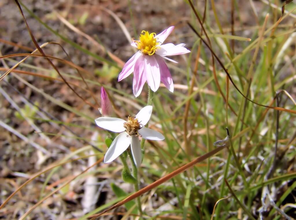 Pink Everlasting (Schoenia cassiniana), Ilparpa Claypans, Alice Springs NT
