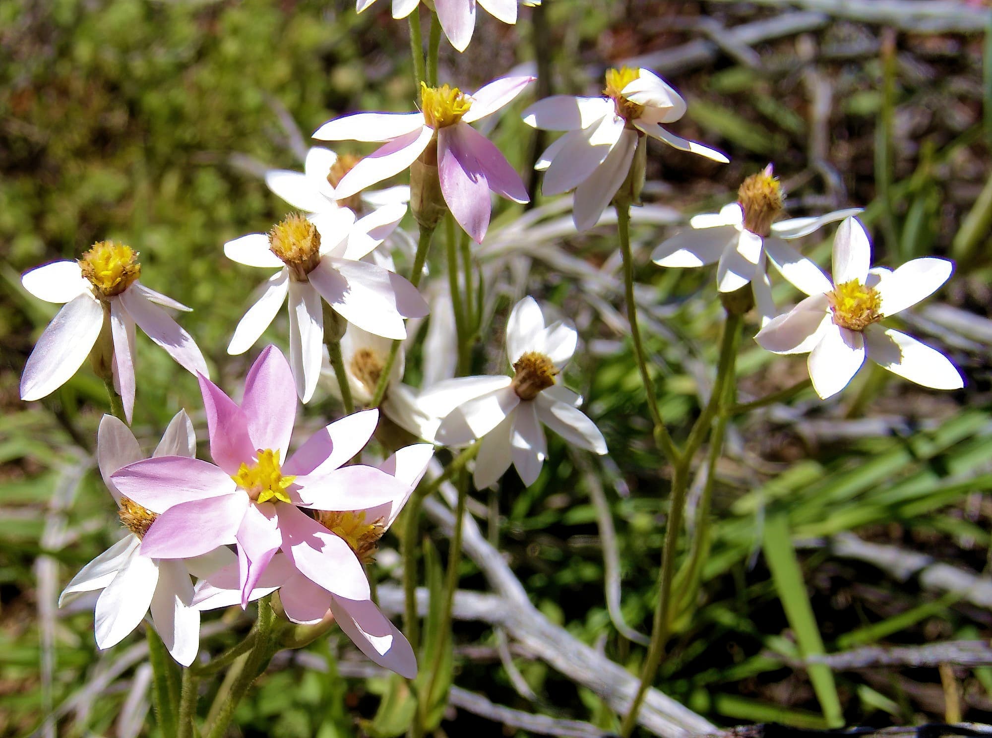 Pink Everlasting (Schoenia cassiniana), Ilparpa Claypans, Alice Springs NT
