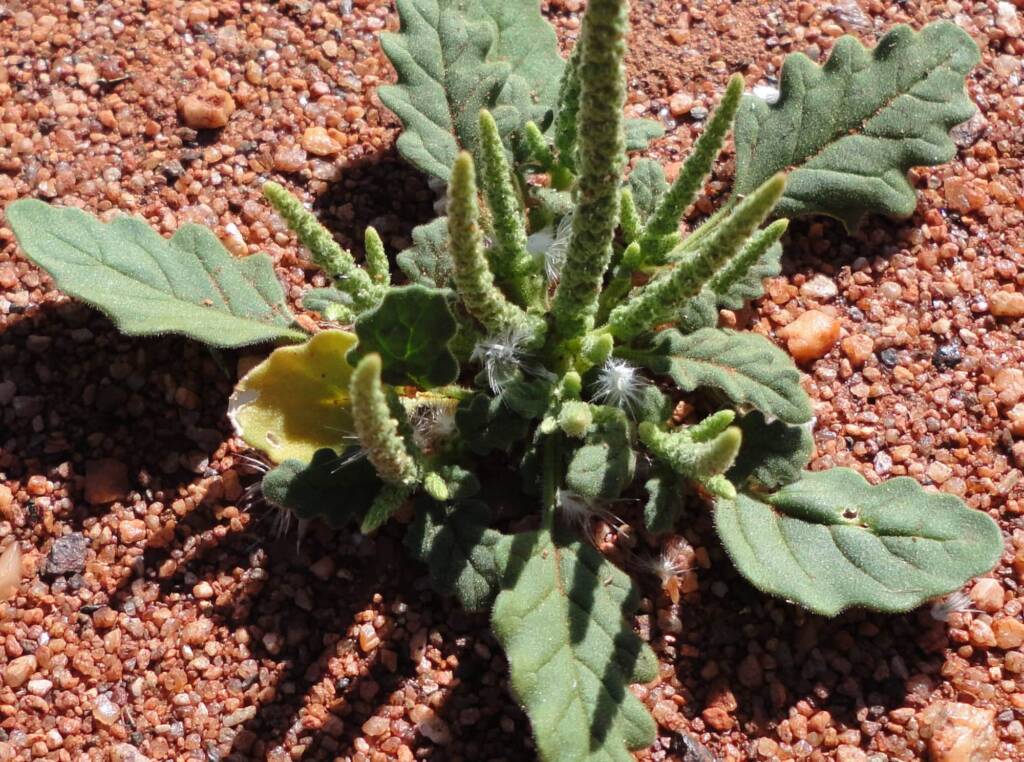 Rat's Tail (Dysphania kalpari), Alice Springs NT