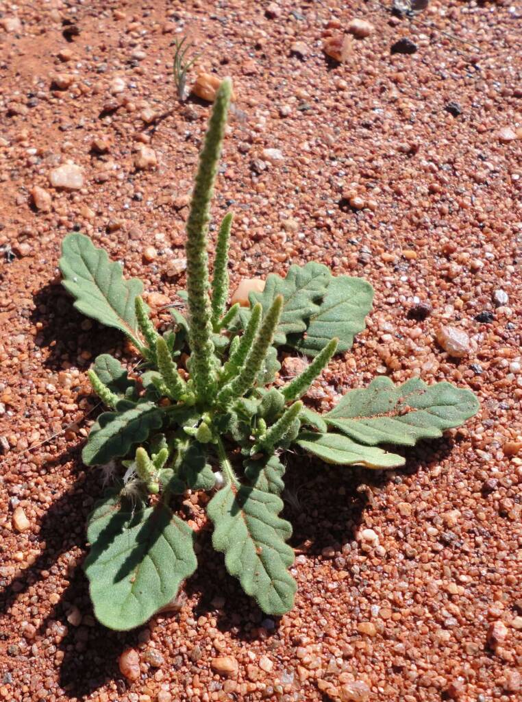 Rat's Tail (Dysphania kalpari), Alice Springs NT