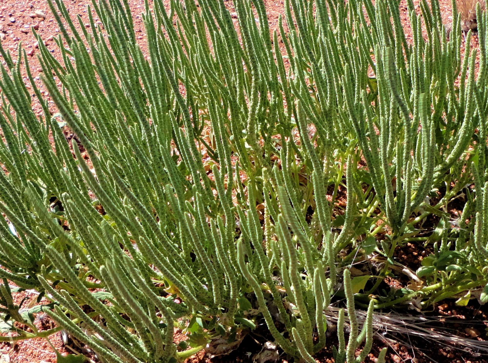 Rat's Tail (Dysphania kalpari), Alice Springs NT