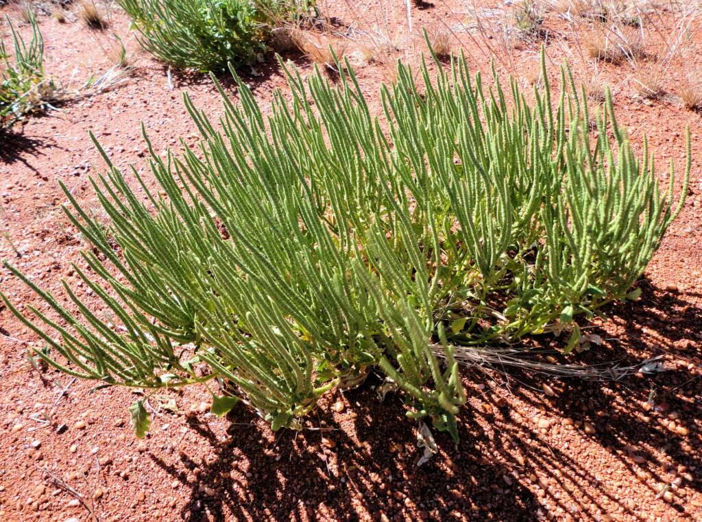 Rat's Tail (Dysphania kalpari), Alice Springs NT