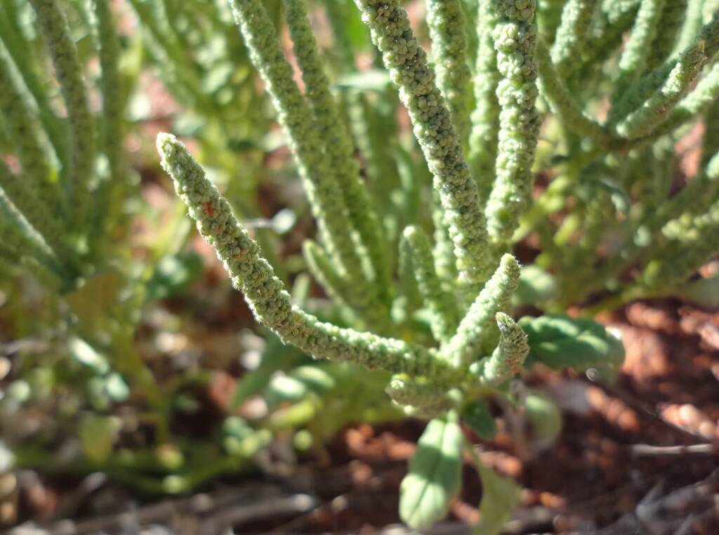 Rat's Tail (Dysphania kalpari), Alice Springs NT