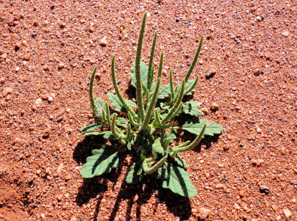 Rat's Tail (Dysphania kalpari), Alice Springs NT