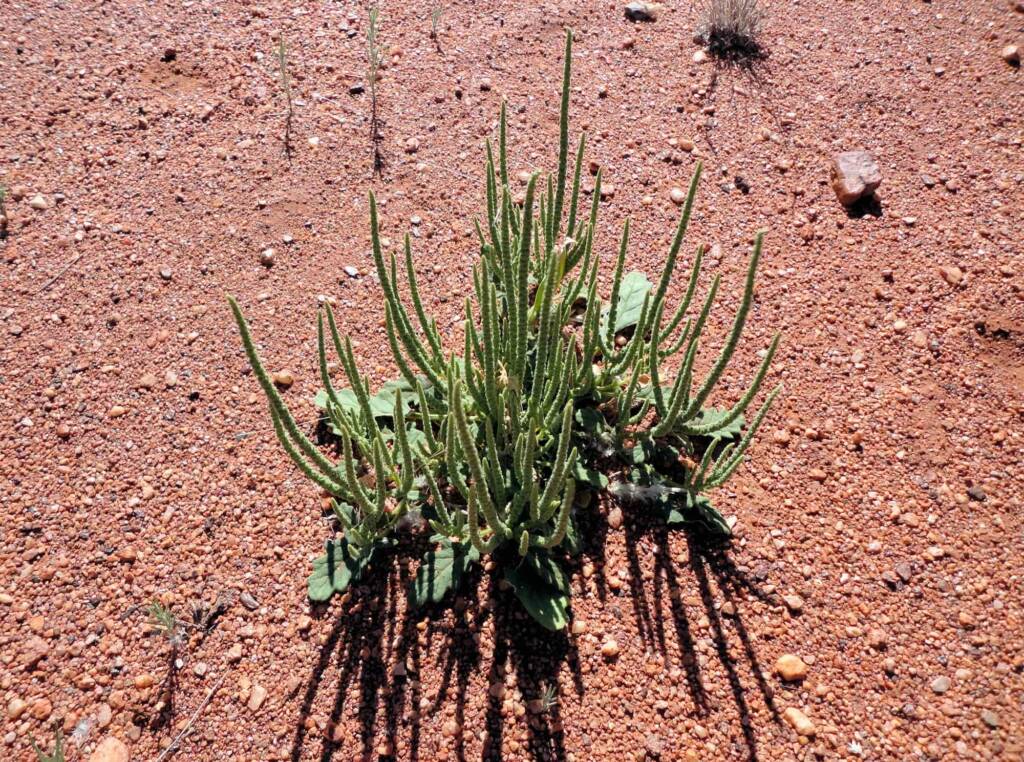 Rat's Tail (Dysphania kalpari), Alice Springs NT