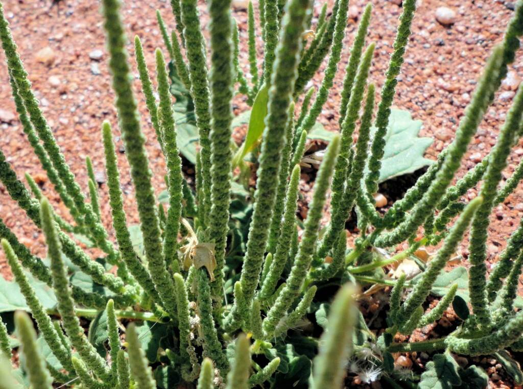 Rat's Tail (Dysphania kalpari), Alice Springs NT
