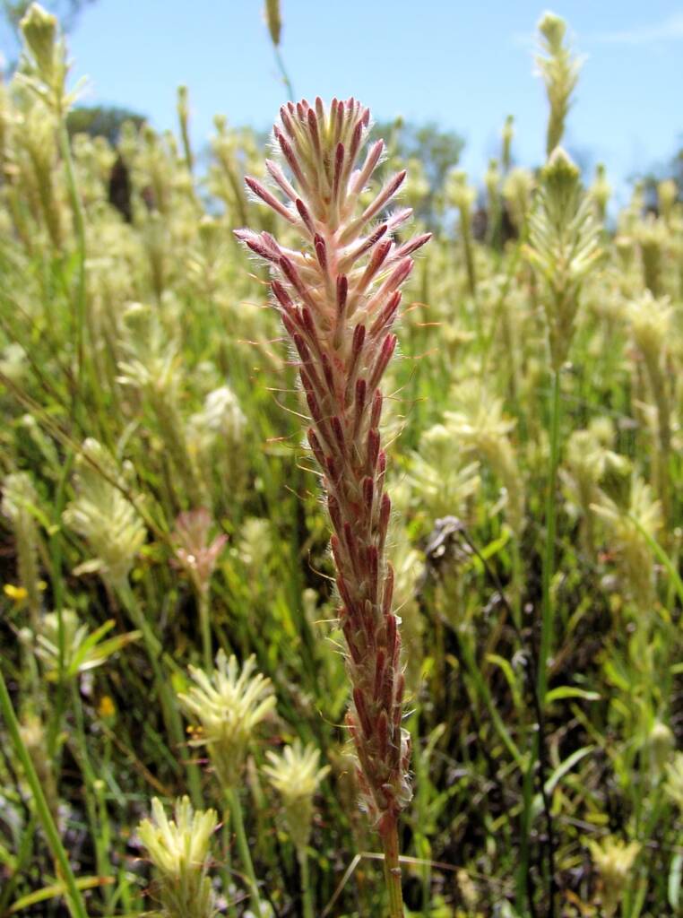 Red Pussytail (Ptilotus polystachyus), Ilparpa Claypans, Alice Springs NT