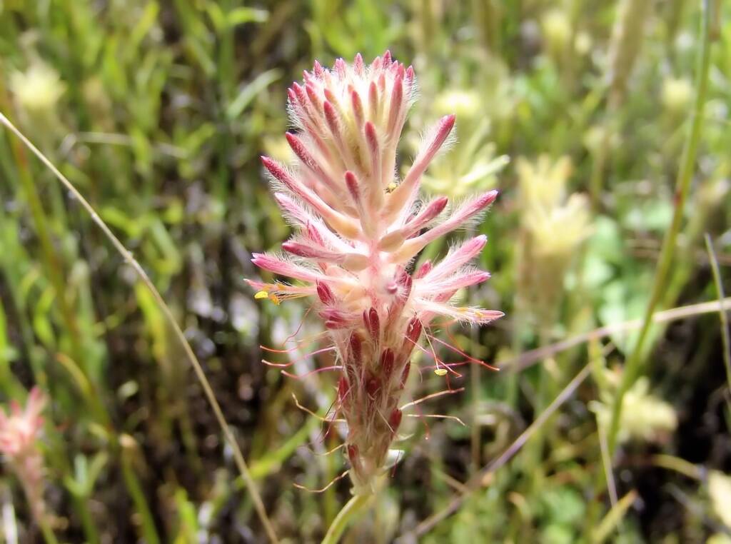 Red Pussytail (Ptilotus polystachyus), Ilparpa Claypans, Alice Springs NT