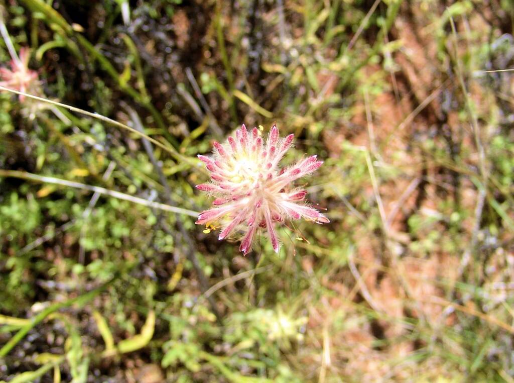 Red Pussytail (Ptilotus polystachyus), Ilparpa Claypans, Alice Springs NT