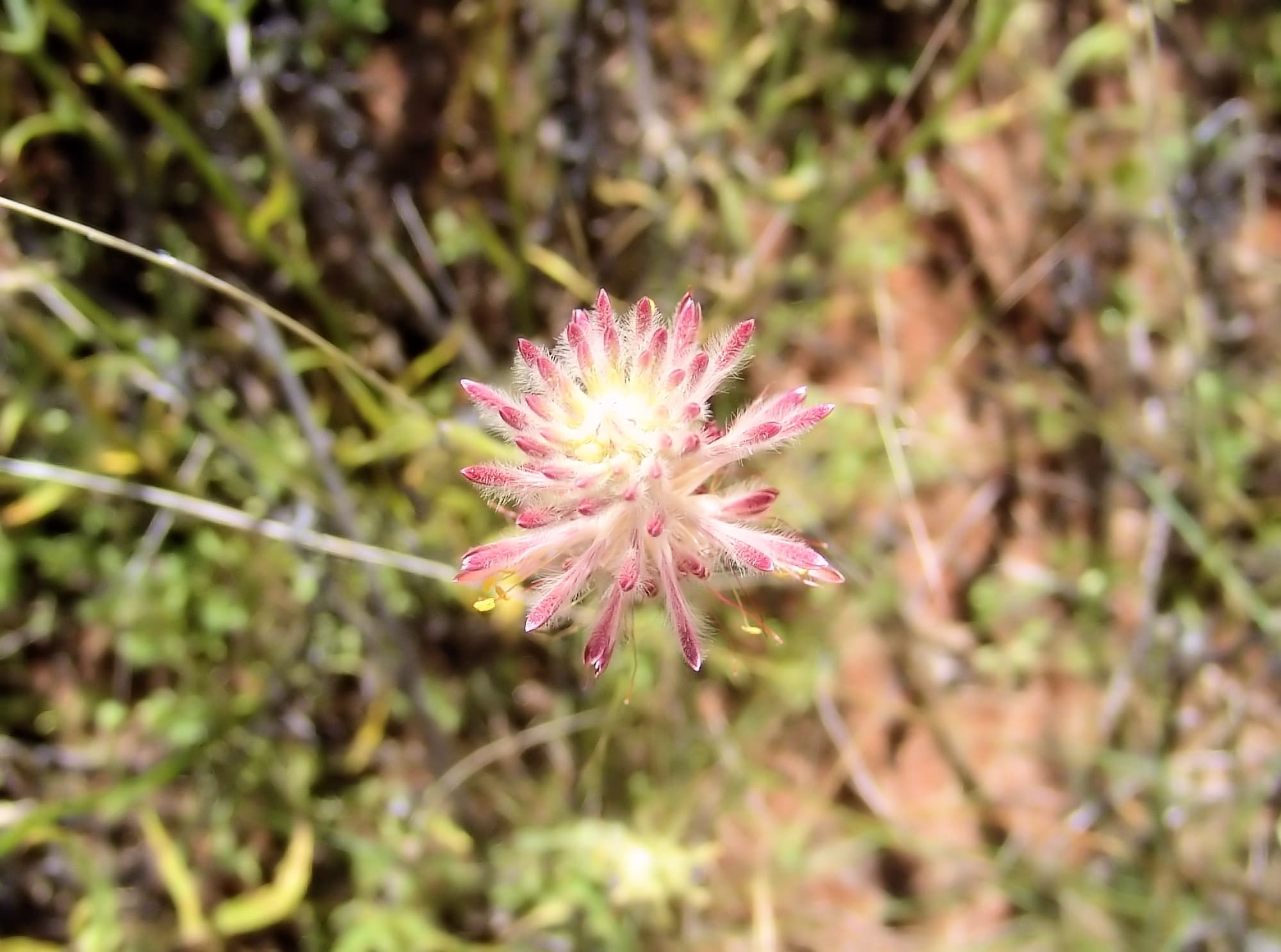 Red Pussytail (Ptilotus polystachyus), Ilparpa Claypans, Alice Springs NT