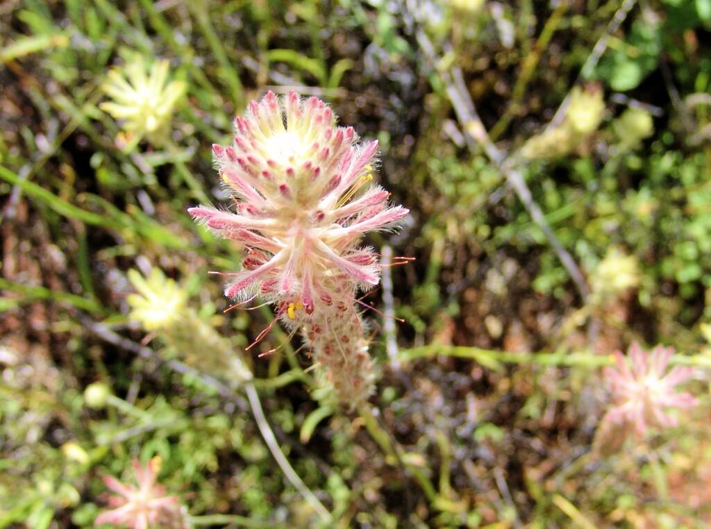 Red Pussytail (Ptilotus polystachyus), Ilparpa Claypans, Alice Springs NT