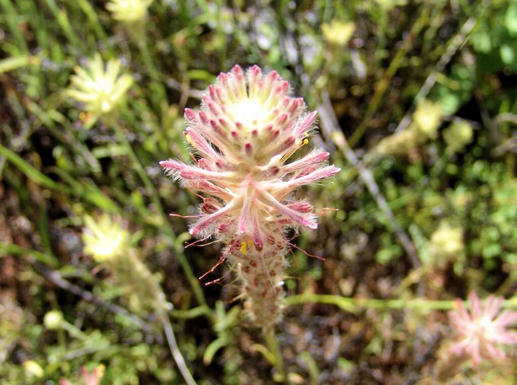 Red Pussytail (Ptilotus polystachyus), Ilparpa Claypans, Alice Springs NT