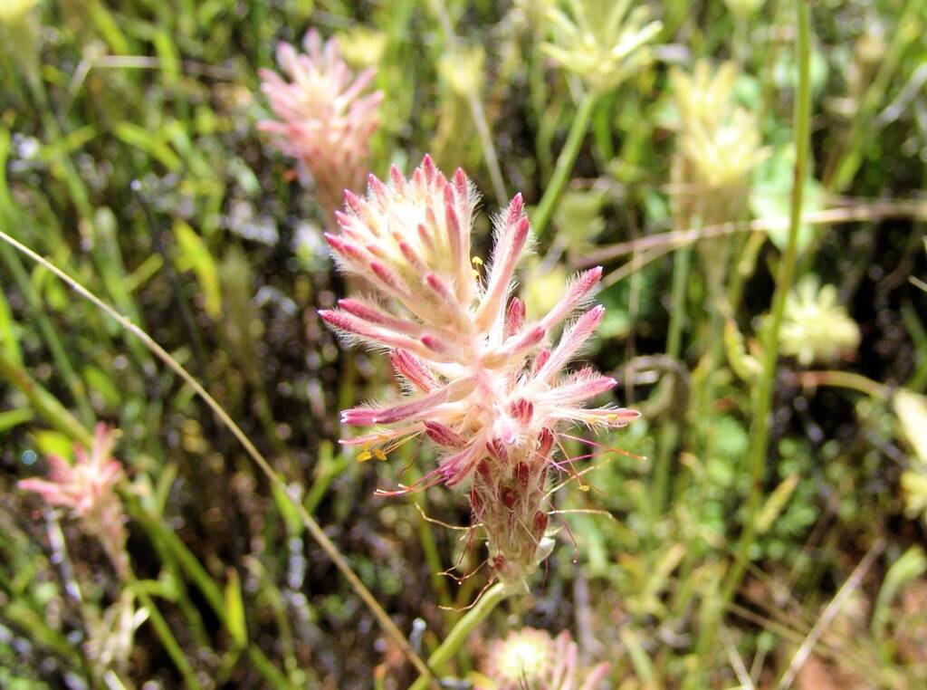 Red Pussytail (Ptilotus polystachyus), Ilparpa Claypans, Alice Springs NT