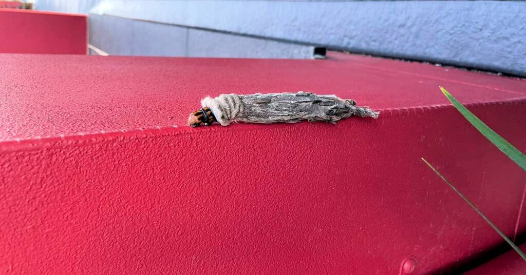 Saunders' Case Moth (Metura elongatus), west Sydney NSW © Murad Abaza