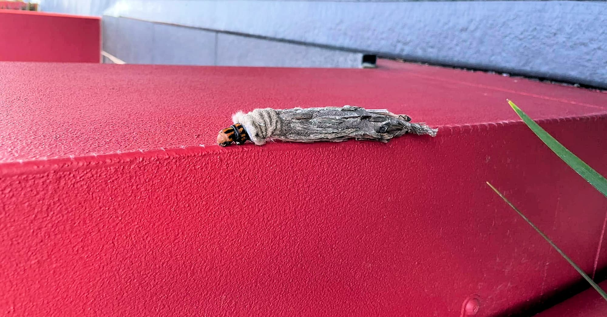 Saunders' Case Moth (Metura elongatus), west Sydney NSW © Murad Abaza