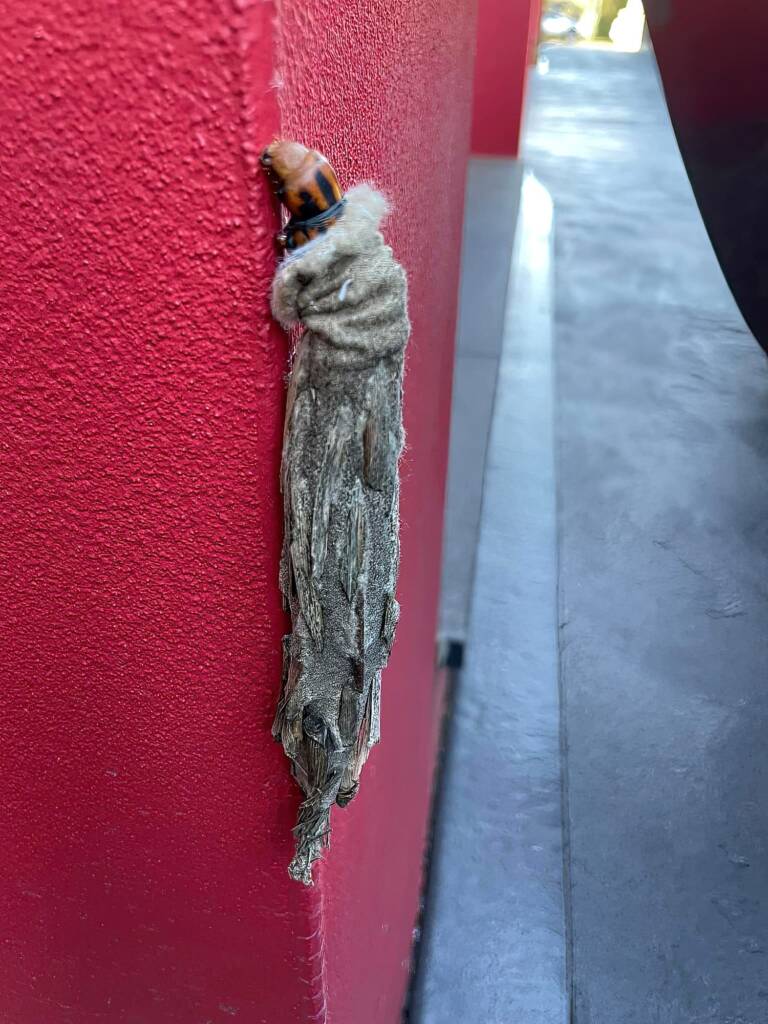 Saunders' Case Moth (Metura elongatus), west Sydney NSW © Murad Abaza