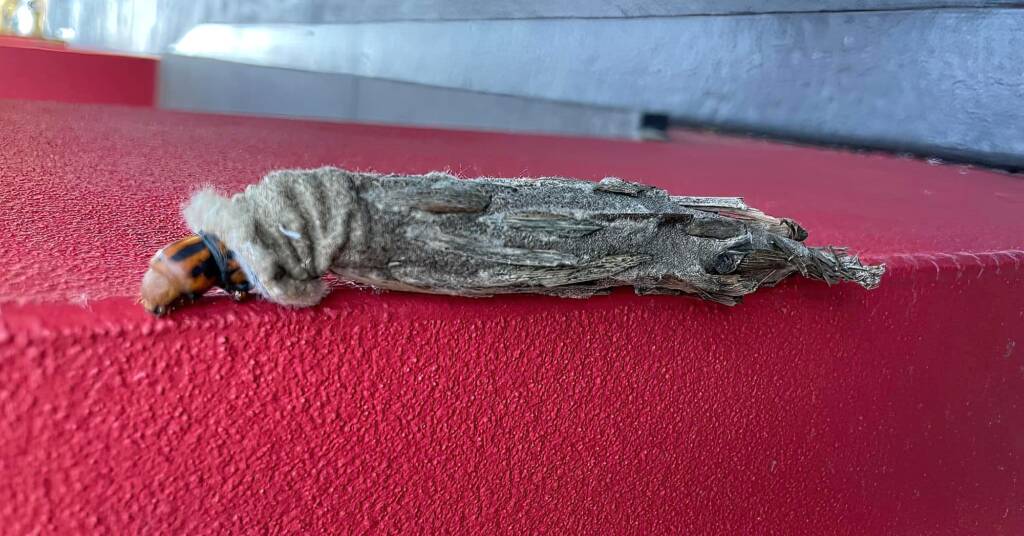 Saunders' Case Moth (Metura elongatus), west Sydney NSW © Murad Abaza