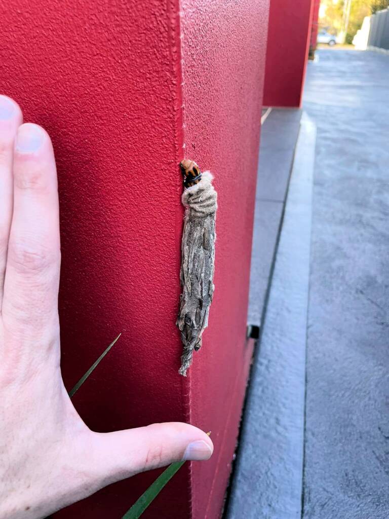 Saunders' Case Moth (Metura elongatus), west Sydney NSW © Murad Abaza