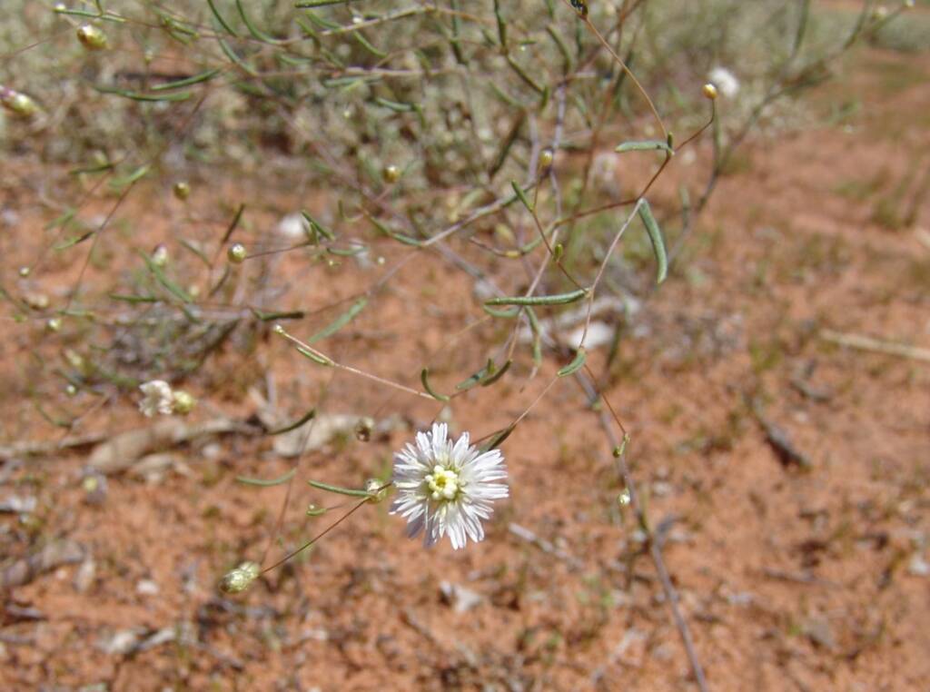 Siemssenia capillaris, Ilparpa Claypans, Alice Springs NT