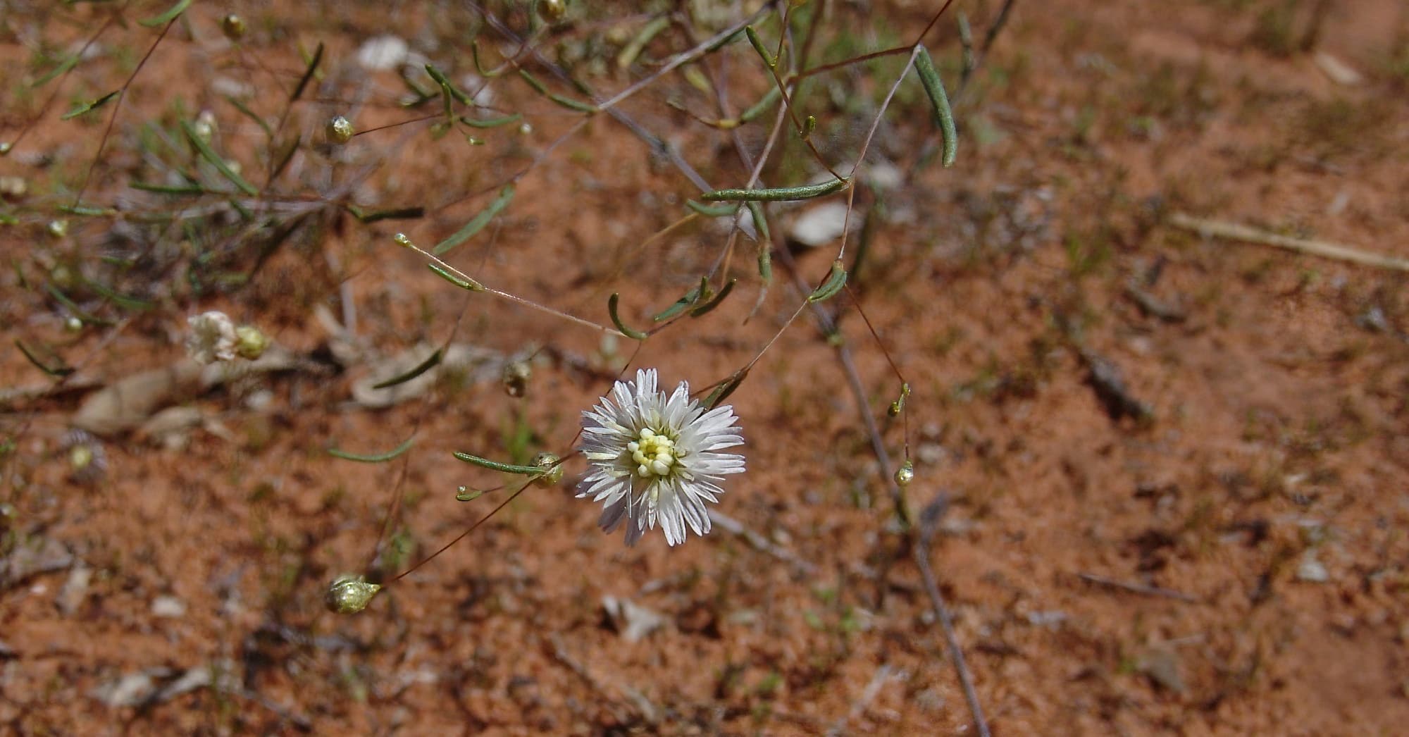 Siemssenia capillaris, Ilparpa Claypans, Alice Springs NT