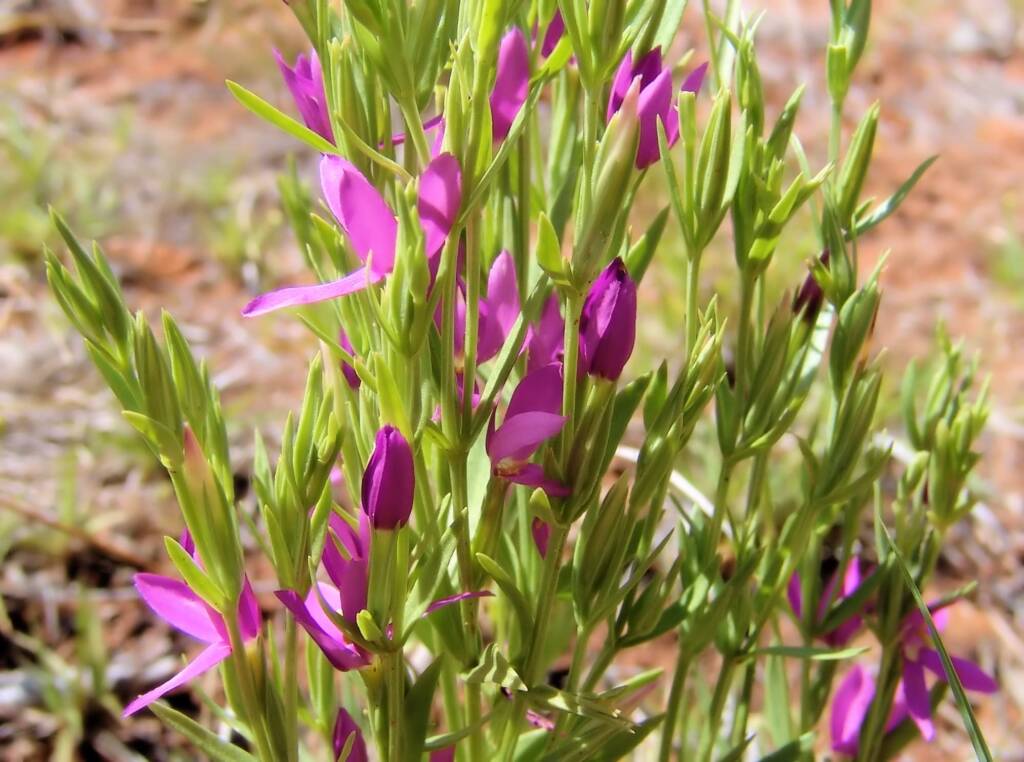 Spike Centaury (Schenkia australis), Ilparpa Claypans, Alice Springs NT