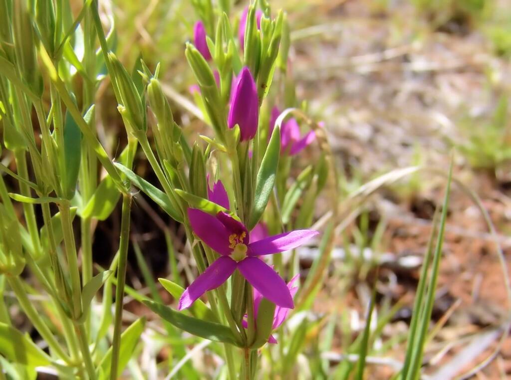 Spike Centaury (Schenkia australis), Ilparpa Claypans, Alice Springs NT