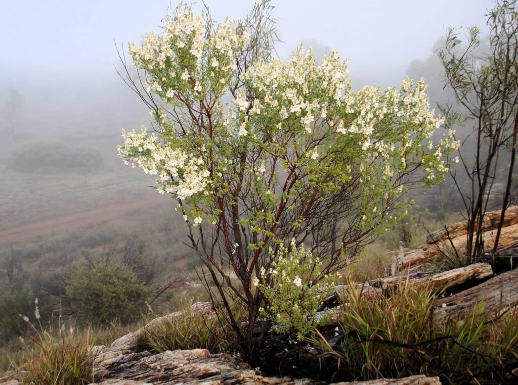 Striped Mintbush (Prostanthera striatiflora), west side of Alice Springs NT