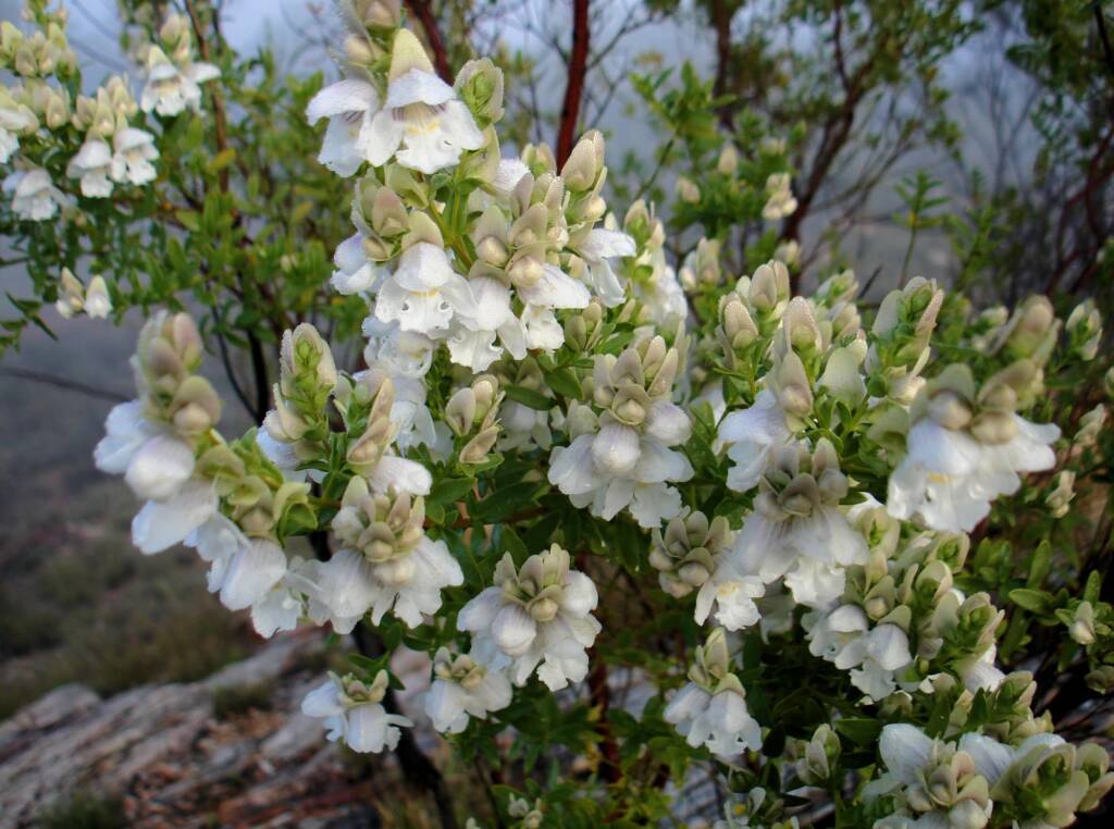 Striped Mintbush (Prostanthera striatiflora), west side of Alice Springs NT