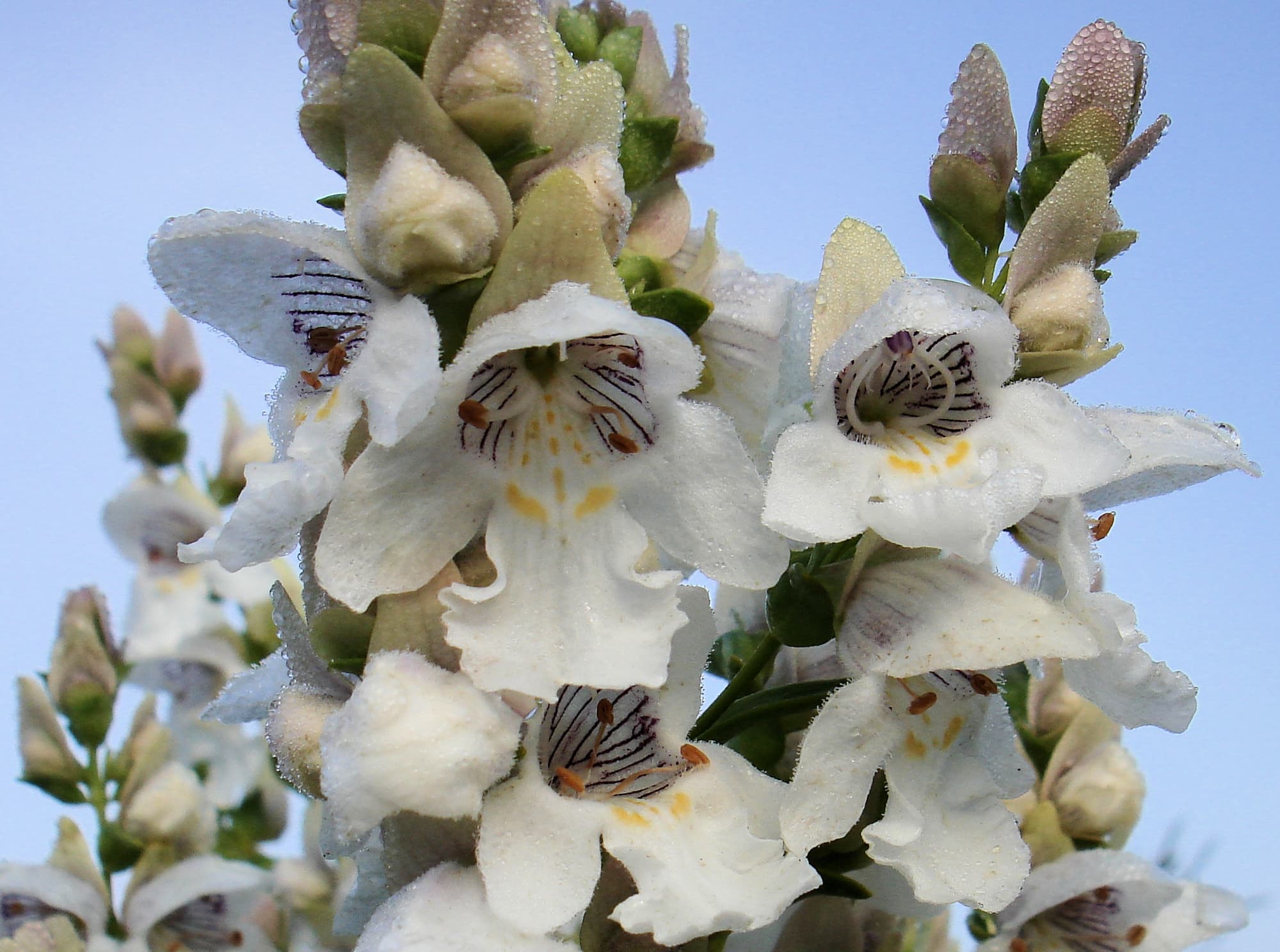 Striped Mintbush (Prostanthera striatiflora), Alice Springs NT