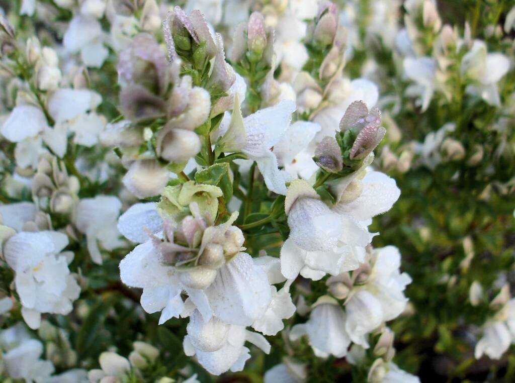 Striped Mintbush (Prostanthera striatiflora), Alice Springs NT