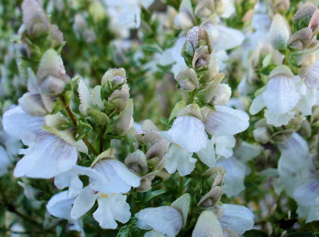 Striped Mintbush (Prostanthera striatiflora), Alice Springs NT