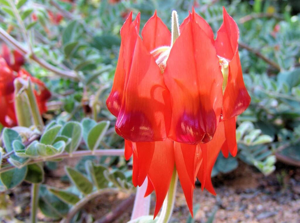 Northern form of Sturt's Desert Pea (Swainsona formosa), Araluen Cultural Precinct, Alice Springs NT