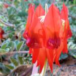 Northern form of Sturt's Desert Pea (Swainsona formosa), Araluen Cultural Precinct, Alice Springs NT