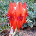 Northern form of Sturt's Desert Pea (Swainsona formosa), Araluen Cultural Precinct, Alice Springs NT