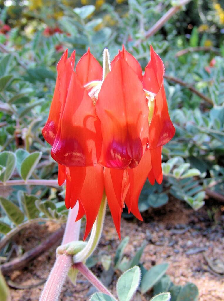 Northern form of Sturt's Desert Pea (Swainsona formosa), Araluen Cultural Precinct, Alice Springs NT