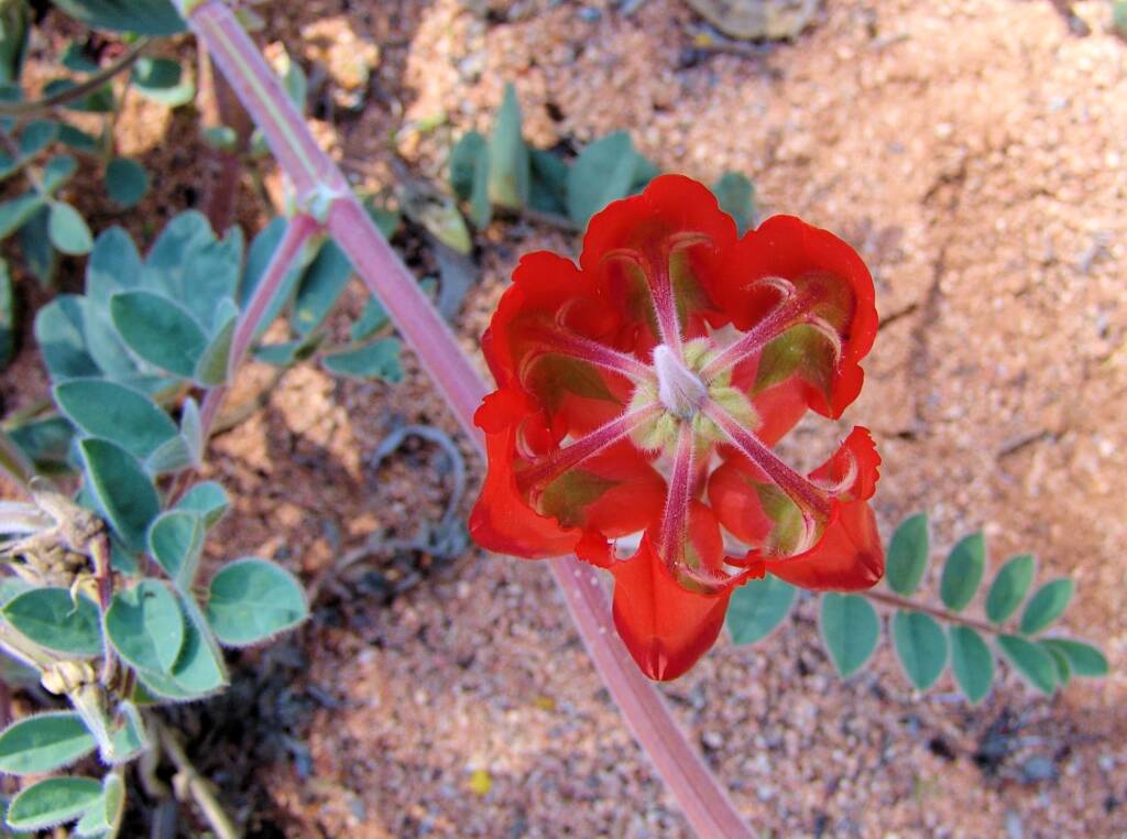 Northern form of Sturt's Desert Pea (Swainsona formosa), Araluen Cultural Precinct, Alice Springs NT