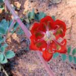 Northern form of Sturt's Desert Pea (Swainsona formosa), Araluen Cultural Precinct, Alice Springs NT
