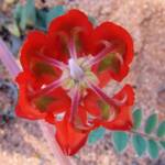Northern form of Sturt's Desert Pea (Swainsona formosa), Araluen Cultural Precinct, Alice Springs NT