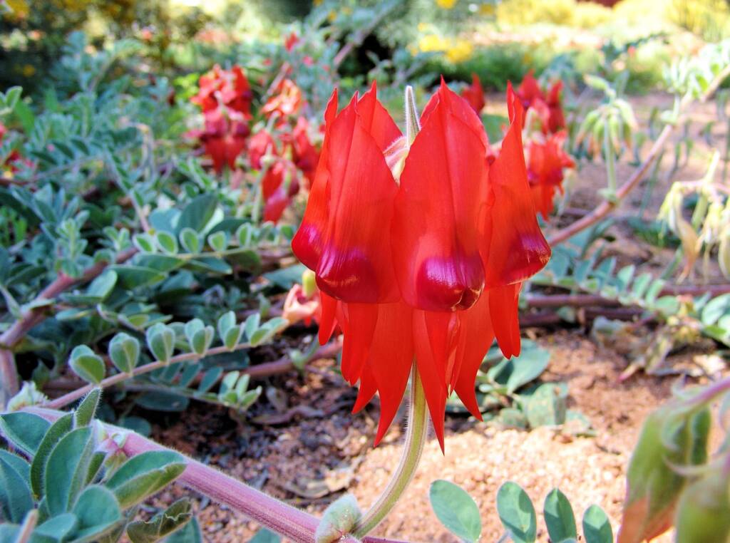 Northern form of Sturt's Desert Pea (Swainsona formosa), Araluen Cultural Precinct, Alice Springs NT