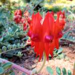 Northern form of Sturt's Desert Pea (Swainsona formosa), Araluen Cultural Precinct, Alice Springs NT